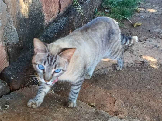 Gato para adoção Fêmea Médio 1 ano