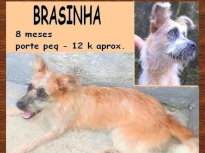 Cao SRD-ViraLata Pequeno 7-a-11-meses