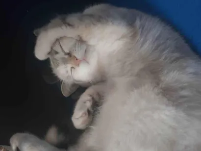 Gato Persa Pequeno 2-a-6-meses