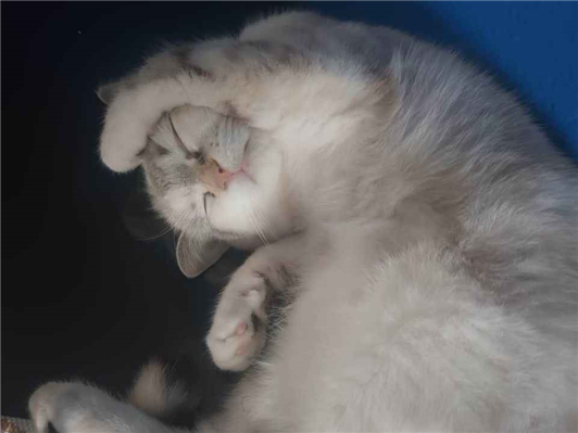 Gato para adoção Fêmea Pequeno 2 a 6 meses