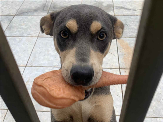 Cachorro cão para adoção Macho Médio  1 ano 