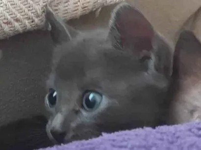 Gato SRD-ViraLata Pequeno 2-a-6-meses