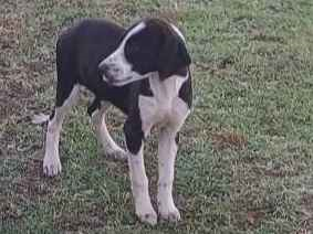 Cachorro cão para adoção Fêmea Pequeno 7 a 11 meses 