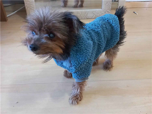 Cachorro cão para adoção Macho Pequeno 6 anos Acima 