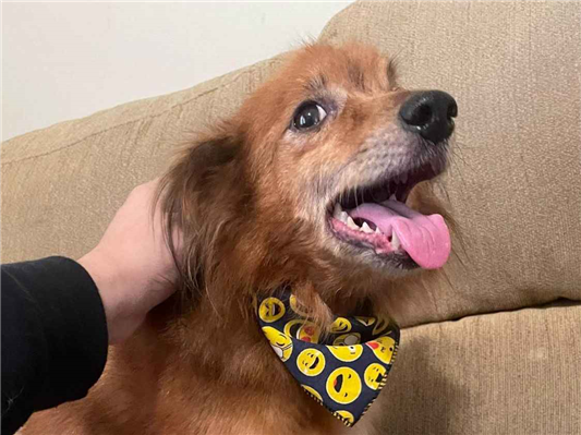 Cachorro cão para adoção Macho Pequeno 6 anos Acima 
