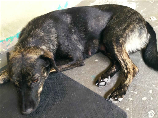 Cachorro cão para adoção Fêmea Médio  1 ano 