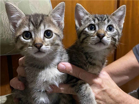 Gato para adoção Ambos Pequeno 2 a 6 meses