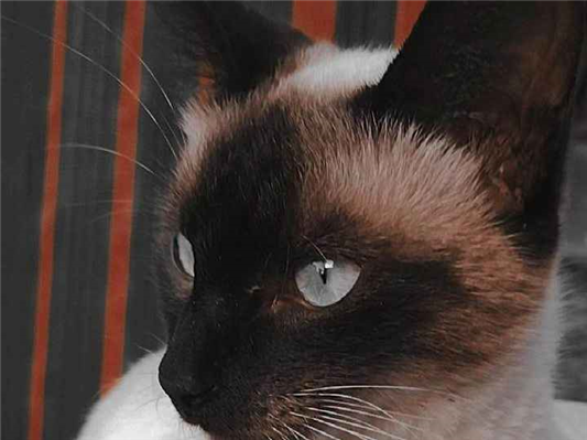 Gato para adoção Fêmea Grande 1 ano
