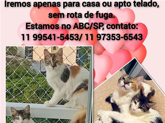Gato para adoção Fêmea Pequeno 2 a 6 meses