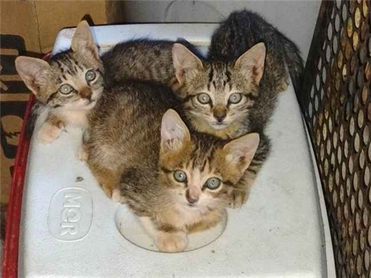 Gato para adoção Fêmea Pequeno Abaixo de 2 meses