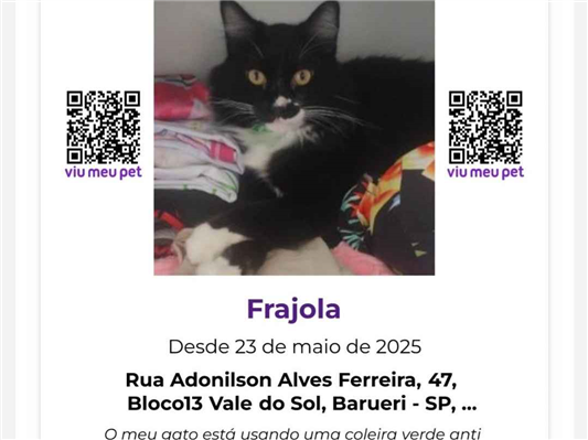 Gato Procura-Perdido Macho Médio 3 anos 