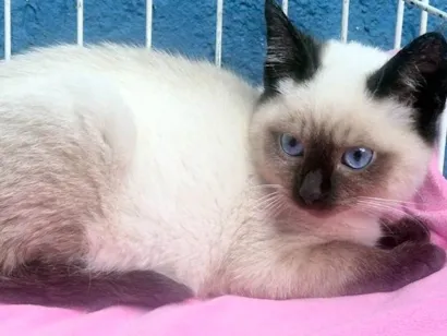 Gato Siamês Pequeno 2-a-6-meses