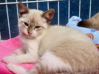 Gato SRD-ViraLata Pequeno 2-a-6-meses