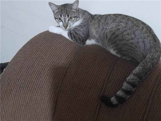 Gato para adoção Fêmea Médio 1 ano