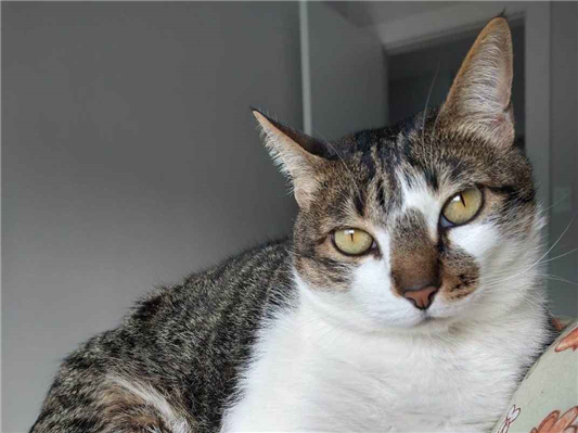 Gato para adoção Fêmea Pequeno 6 anos Acima