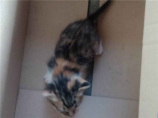 Gato para adoção Ambos Pequeno Abaixo de 2 meses