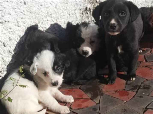 Cachorro cão para adoção Ambos Médio  Abaixo de 2 meses 