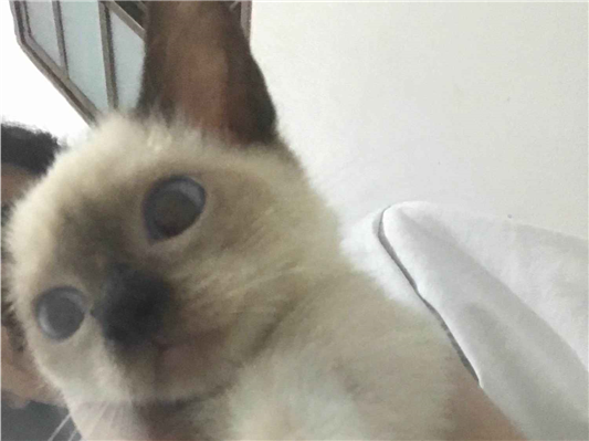 Gato para adoção Fêmea Pequeno 2 a 6 meses