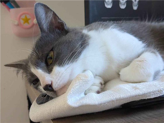 Gato para adoção Fêmea Pequeno 2 anos