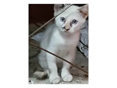 Gato SRD-ViraLata Medio 2-a-6-meses