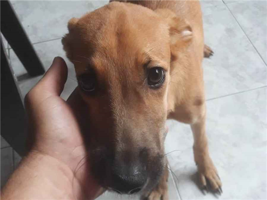 Cachorro cão para adoção Fêmea Médio  7 a 11 meses 