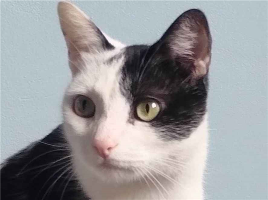 Gato Procura-Perdido Macho Pequeno 3 anos 