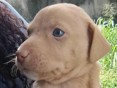 Cao SRD-ViraLata Pequeno Abaixo-de-2-meses