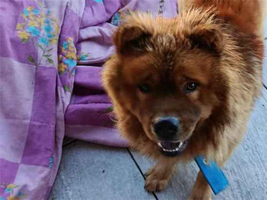 Cachorro cão para adoção Macho Médio  7 a 11 meses 