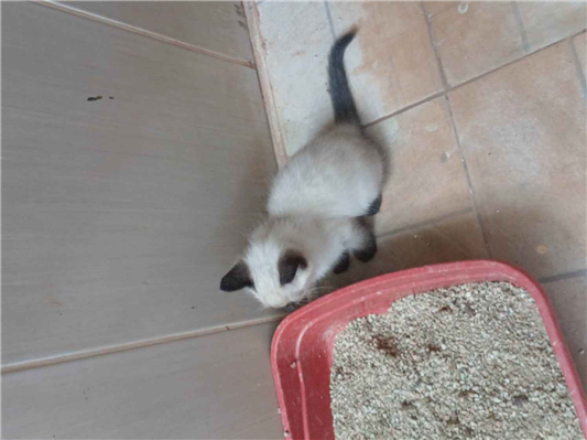 Gato para adoção Ambos Pequeno 2 a 6 meses