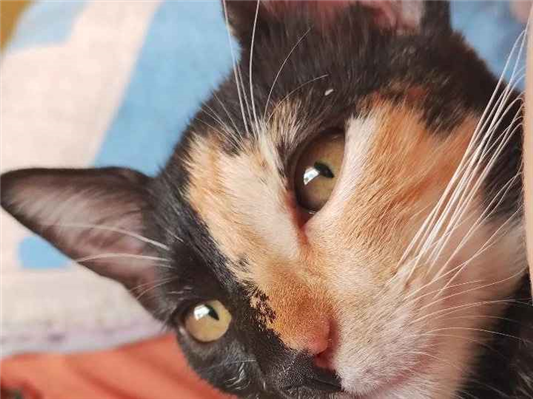 Gato para adoção Fêmea Médio 7 a 11 meses