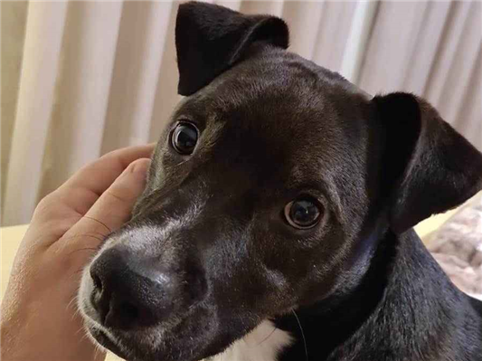 Cachorro cão para adoção Macho Médio  4 anos 