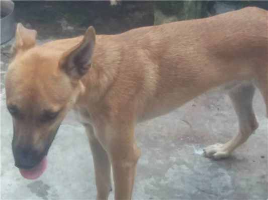 Cachorro cão para adoção Macho Grande 1 ano 