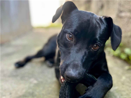 Cachorro cão para adoção Macho Médio  2 a 6 meses 