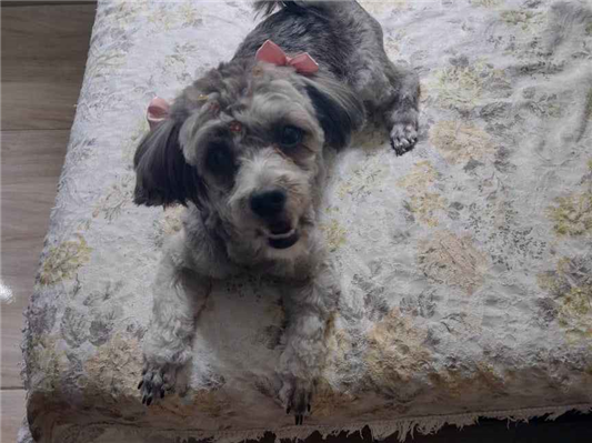 Cao Procura-Perdido Fêmea Pequeno 2 a 6 meses 