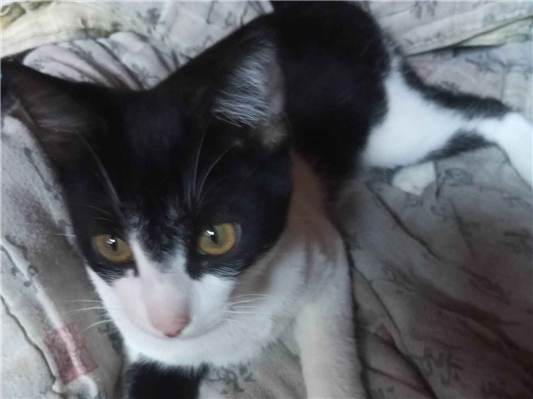 Gato para adoção Macho Grande 7 a 11 meses