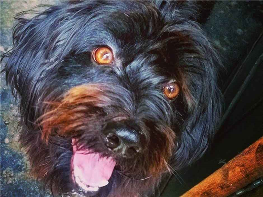 Cachorro cão para adoção Macho Médio  6 anos Acima 