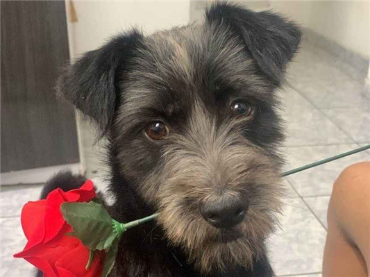 Cachorro cão para adoção Fêmea Pequeno 2 anos 