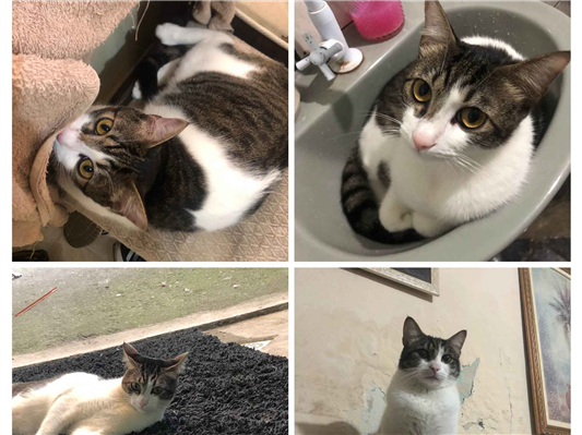 Gato Procura-Perdido Macho Médio 2 anos 