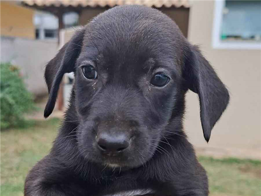 Cachorro cão para adoção Macho Médio  Abaixo de 2 meses 