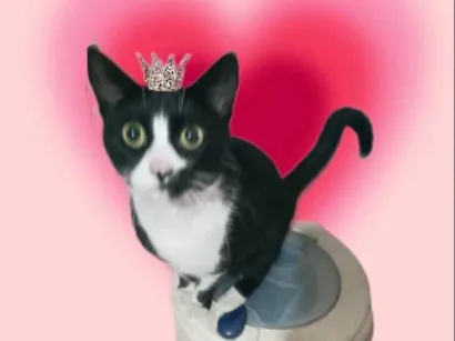 Gato SRD-ViraLata Pequeno 7-a-11-meses