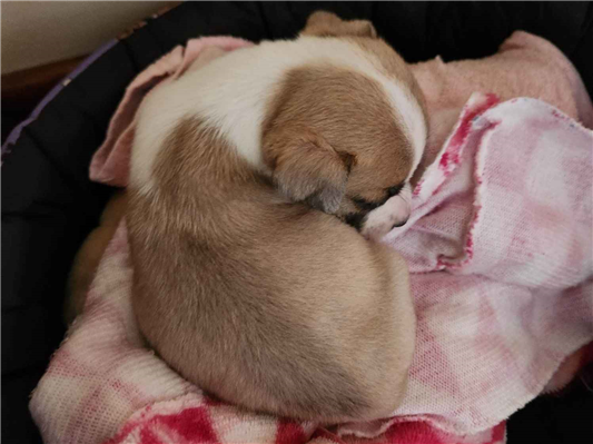 Cachorro cão para adoção Fêmea Pequeno Abaixo de 2 meses 