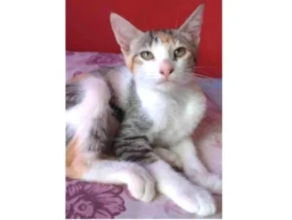 Gato SRD-ViraLata Pequeno 7-a-11-meses
