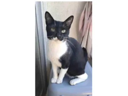 Gato SRD-ViraLata Pequeno 2-anos