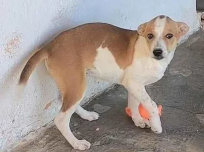 Cao SRD-ViraLata Pequeno 2-a-6-meses