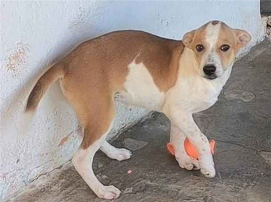 Cachorro cão para adoção Fêmea Pequeno 2 a 6 meses 
