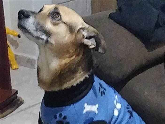 Cao Procura-Perdido Macho Médio 6 anos Acima 