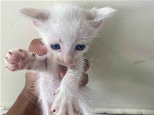 Gato para adoção Ambos Pequeno Abaixo de 2 meses