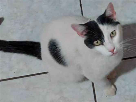 Gato Procura-Perdido Macho Grande 4 anos 