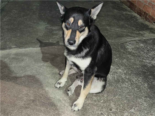 Cao - Macho Médio3 anos