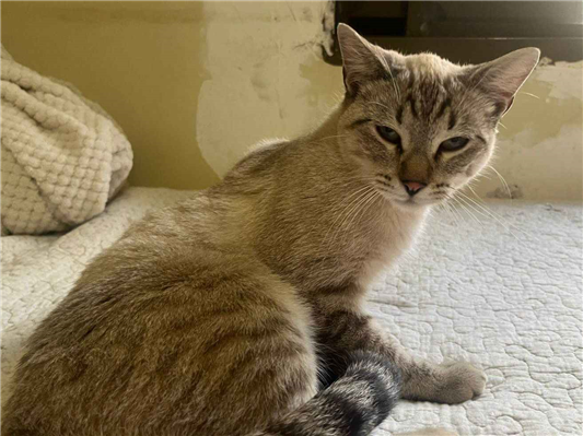 Gato para adoção Macho Médio 7 a 11 meses